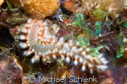 Fireworm out and about off South Florida coast. by Michael Schlenk 